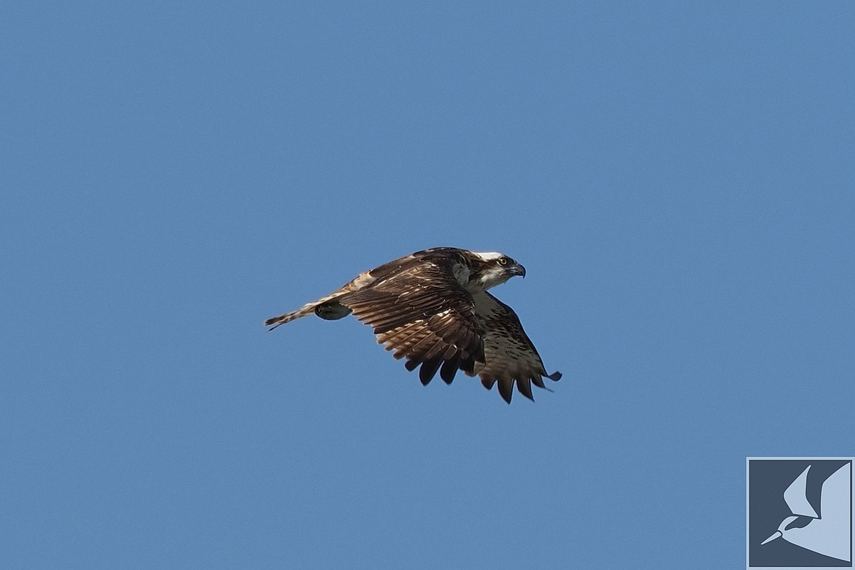 f:id:Okiyasu:20200331211916j:plain