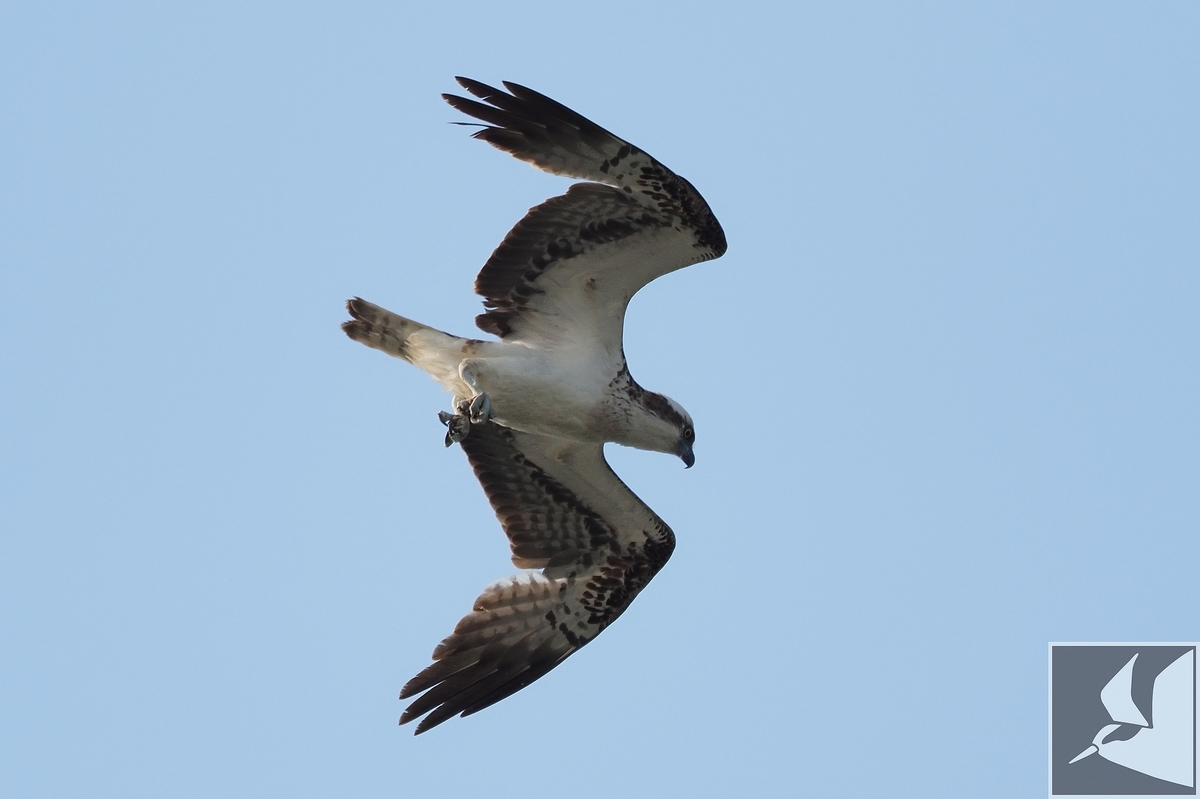 f:id:Okiyasu:20200331212017j:plain