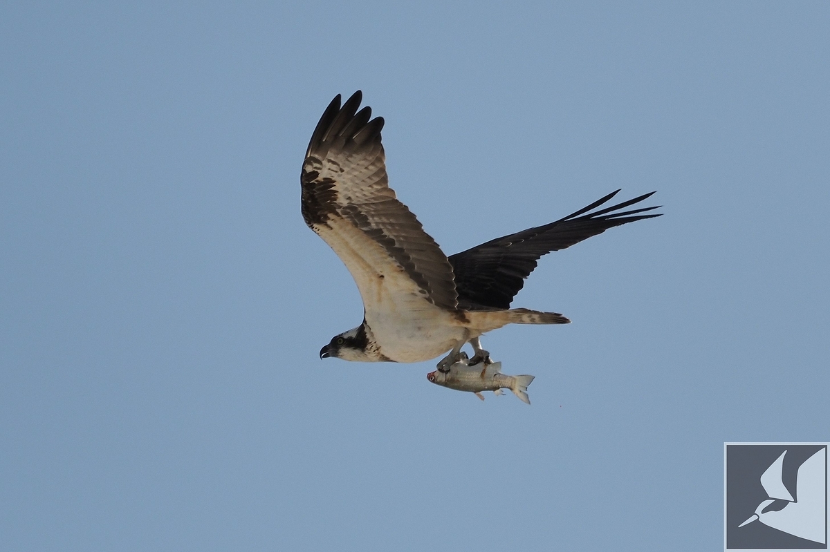 f:id:Okiyasu:20200331213532j:plain