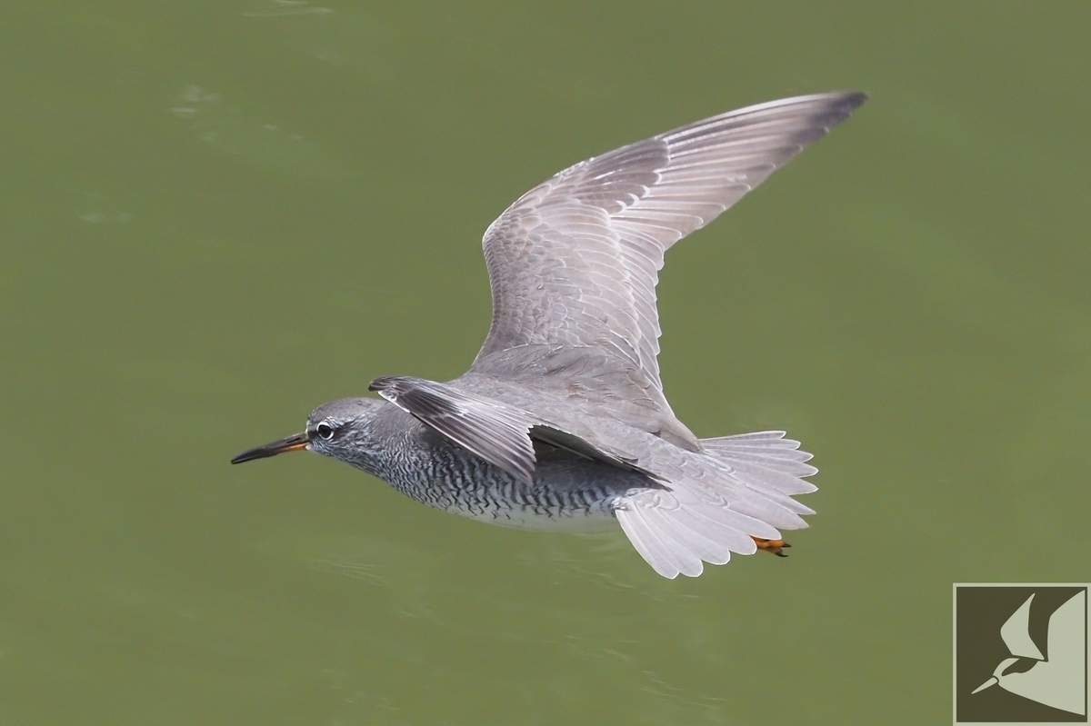 f:id:Okiyasu:20200521175513j:plain