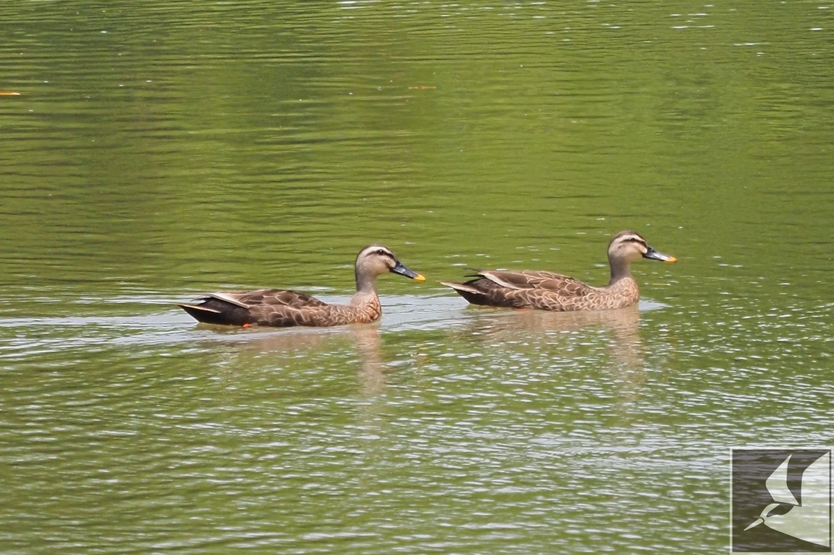 f:id:Okiyasu:20200521175533j:plain