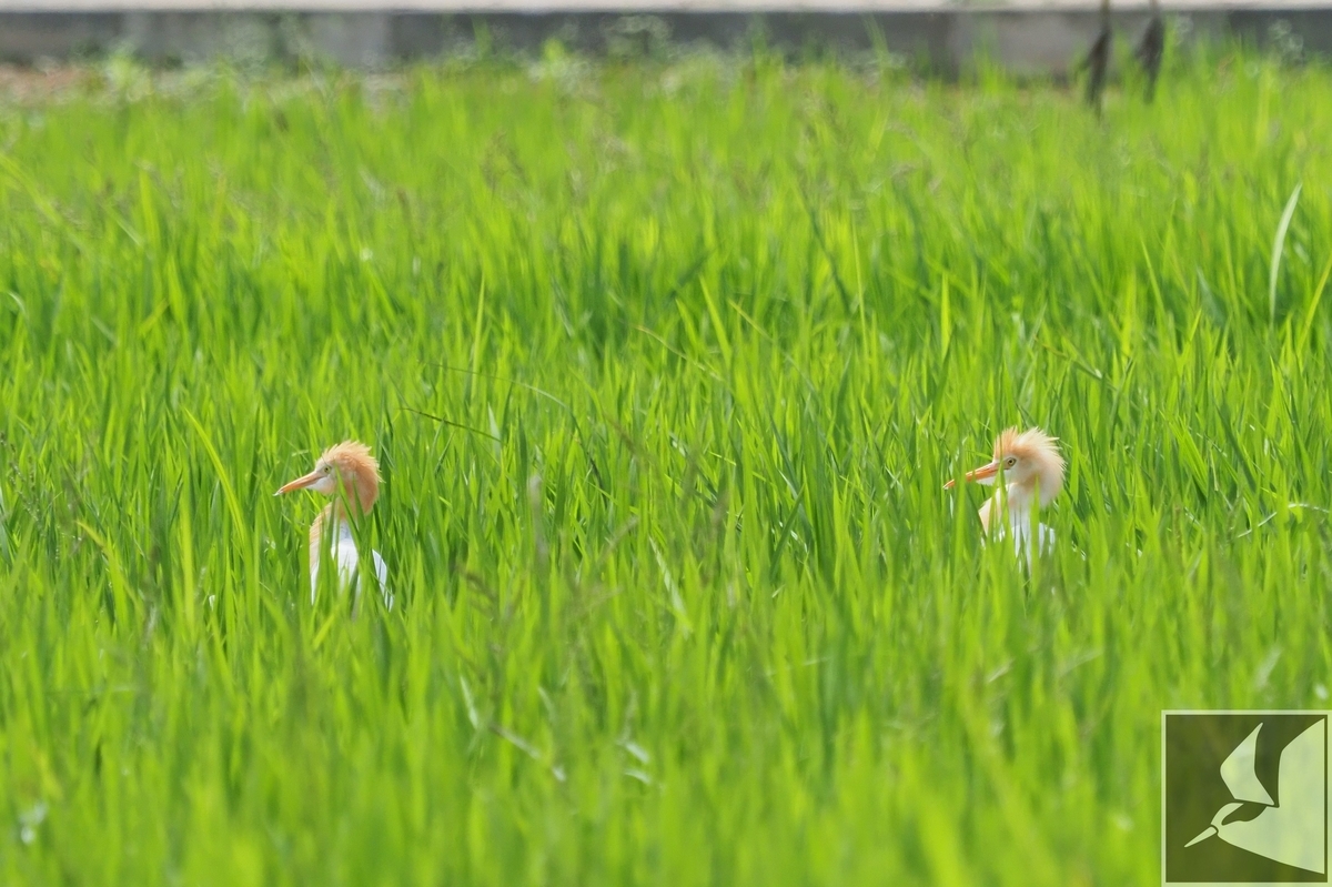 f:id:Okiyasu:20200521175716j:plain