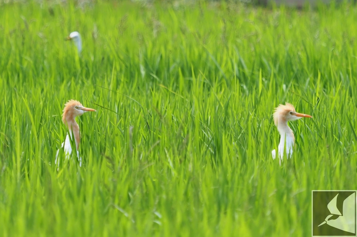 f:id:Okiyasu:20200521180208j:plain