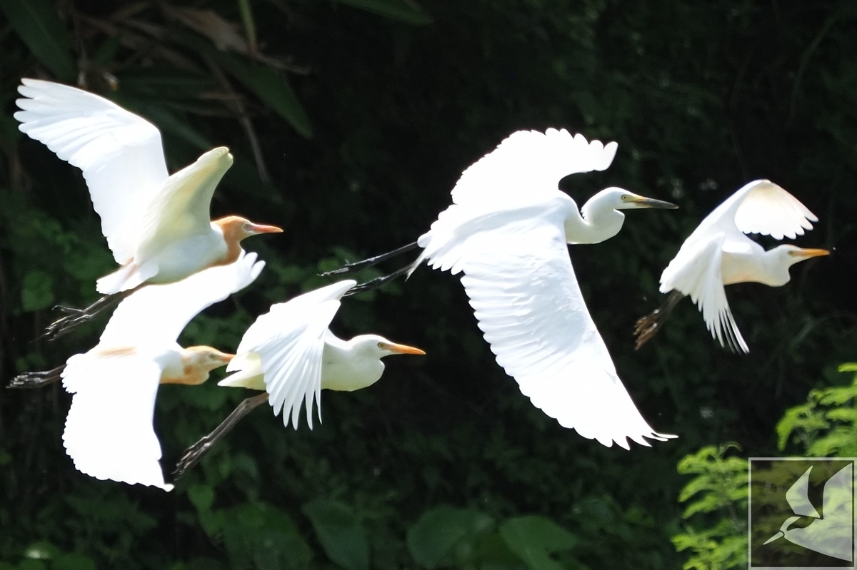 f:id:Okiyasu:20200521180457j:plain