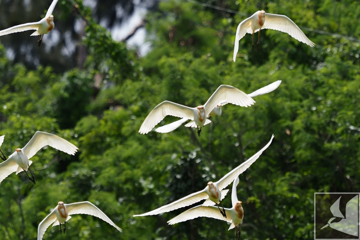 f:id:Okiyasu:20200521180645j:plain