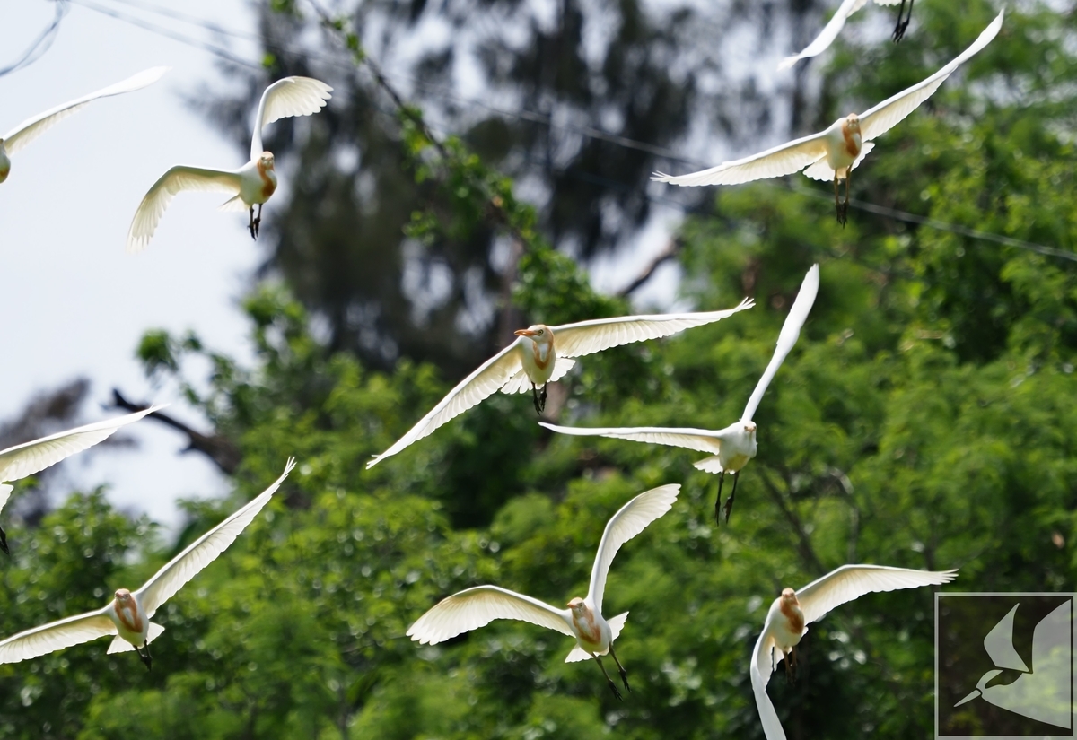 f:id:Okiyasu:20200521180722j:plain