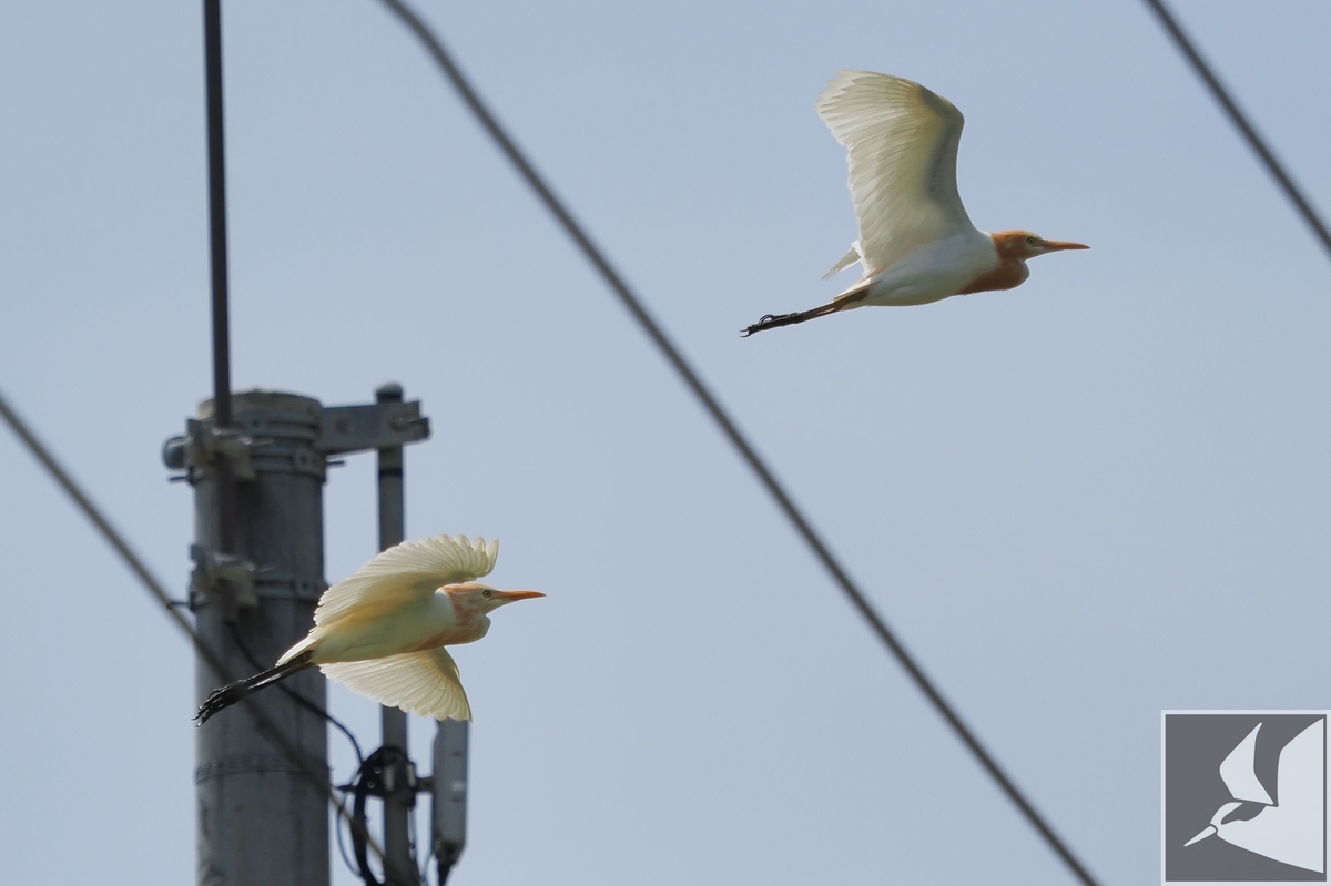 f:id:Okiyasu:20200521205130j:plain