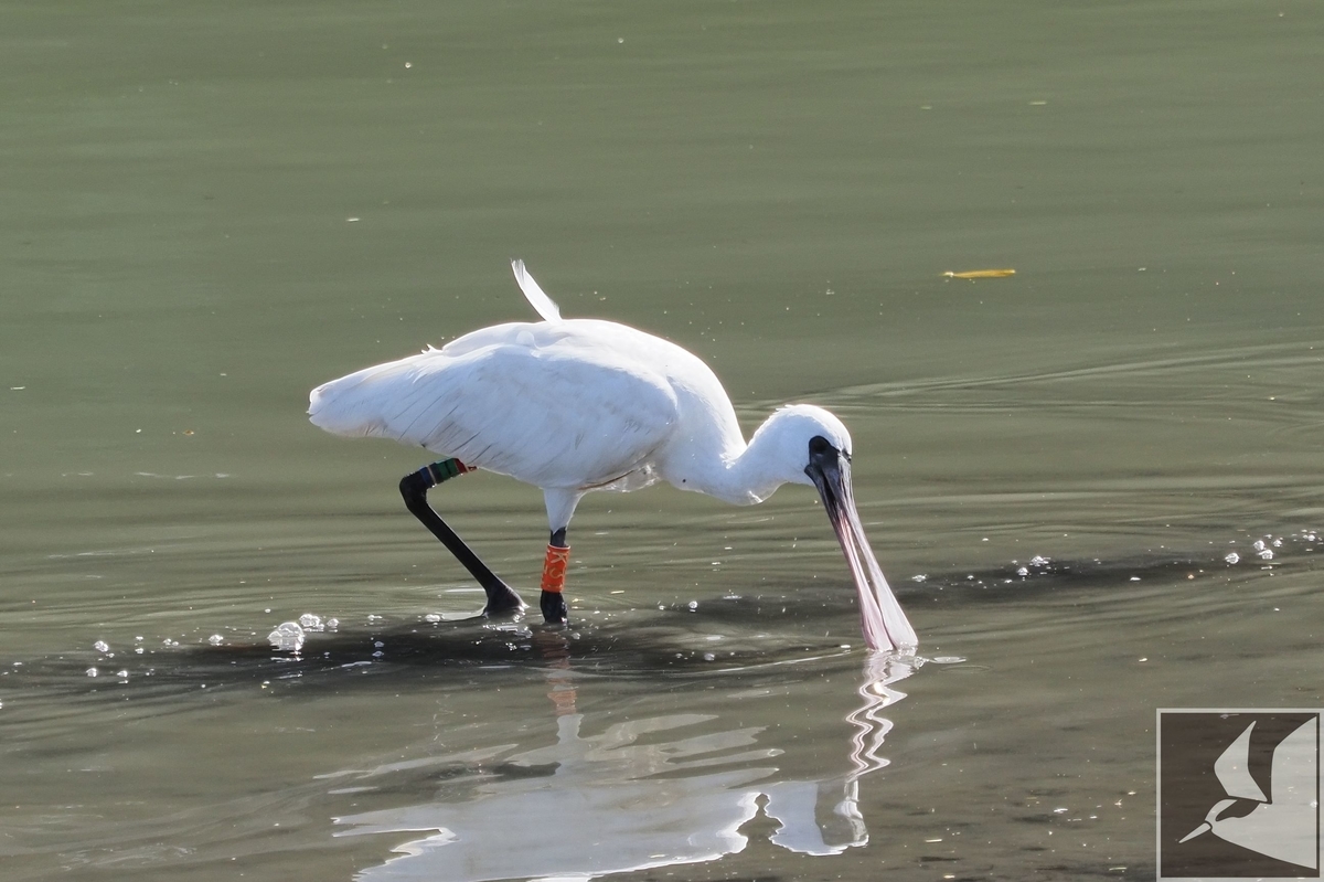 f:id:Okiyasu:20200709102543j:plain