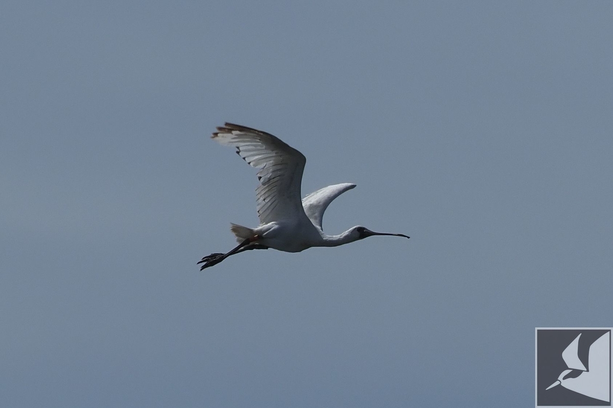 f:id:Okiyasu:20200709111223j:plain