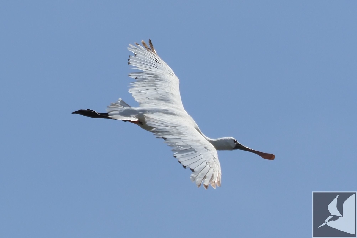 f:id:Okiyasu:20200709111448j:plain