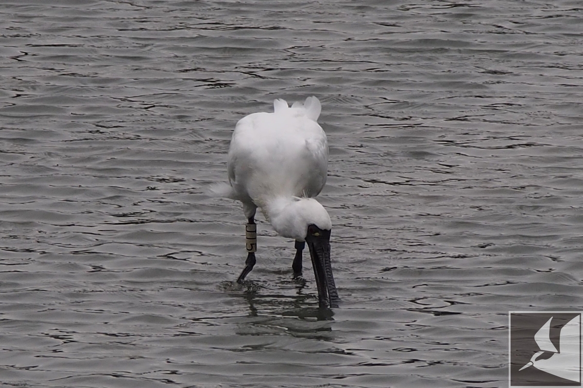 f:id:Okiyasu:20200709114432j:plain