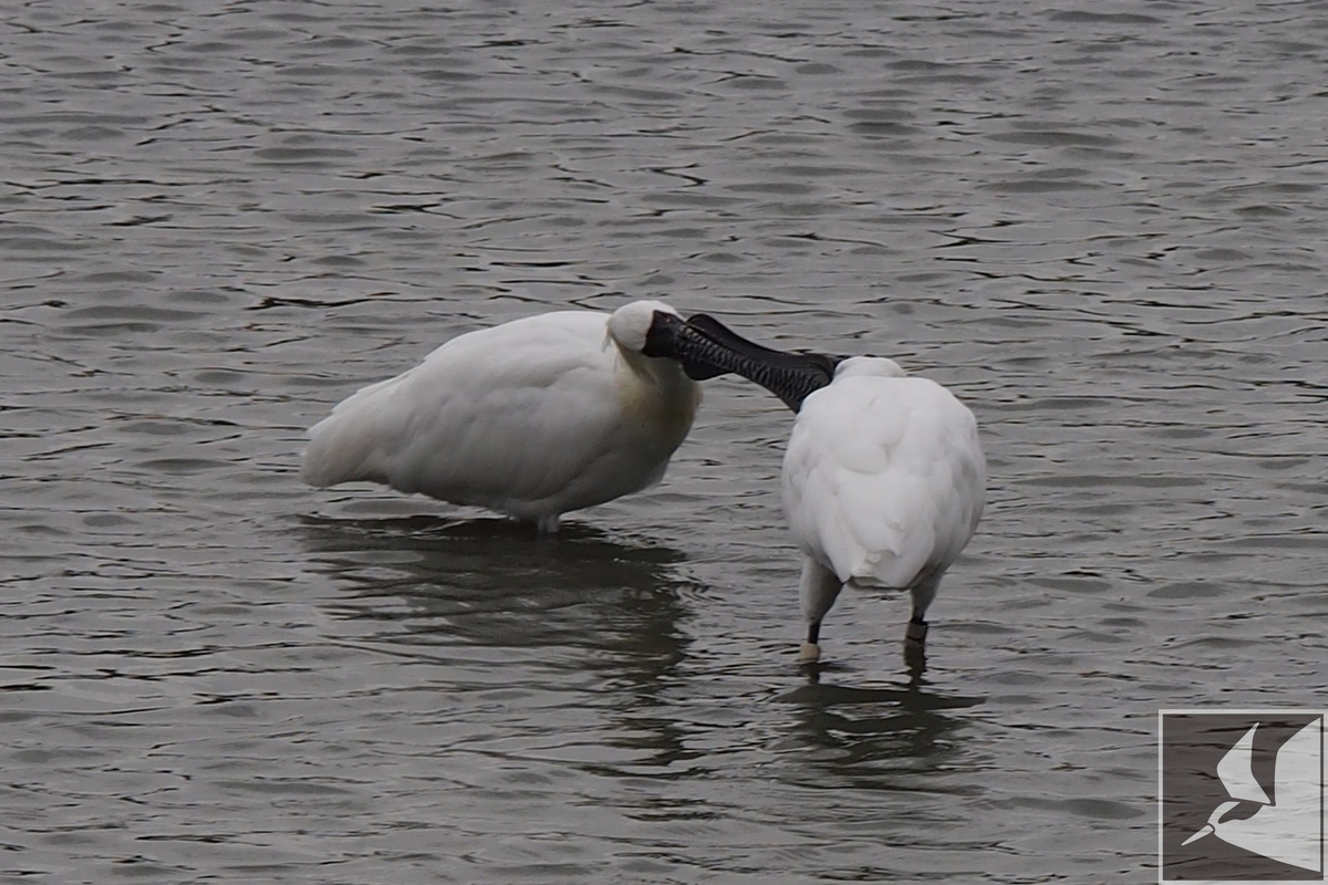 f:id:Okiyasu:20200709114606j:plain