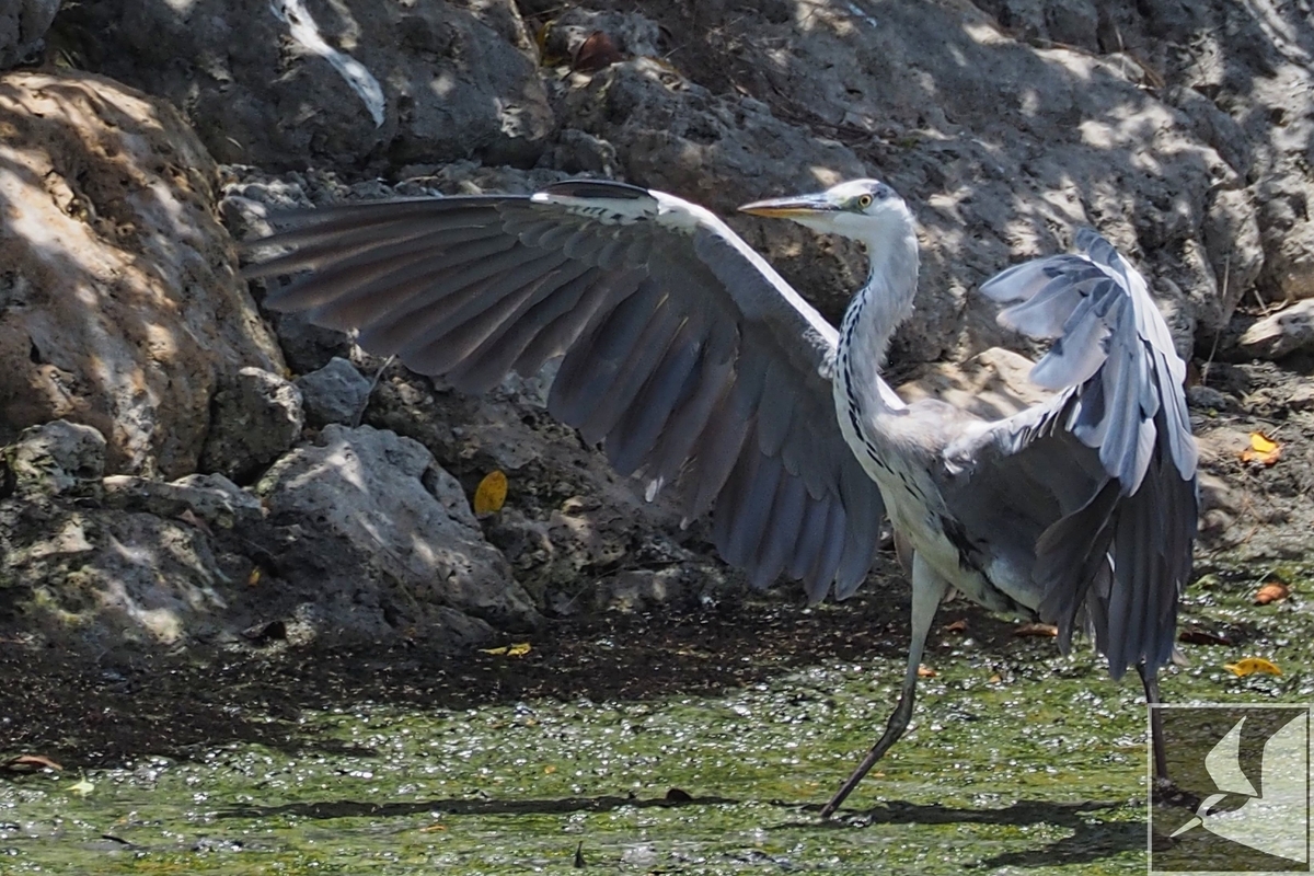 アオサギ 沖縄で野鳥観察 アオサギ 沖縄で野鳥観察