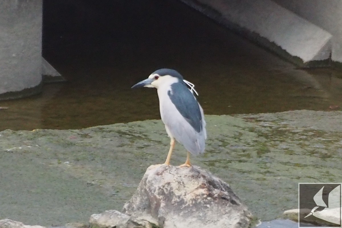 ゴイサギ 沖縄で野鳥観察