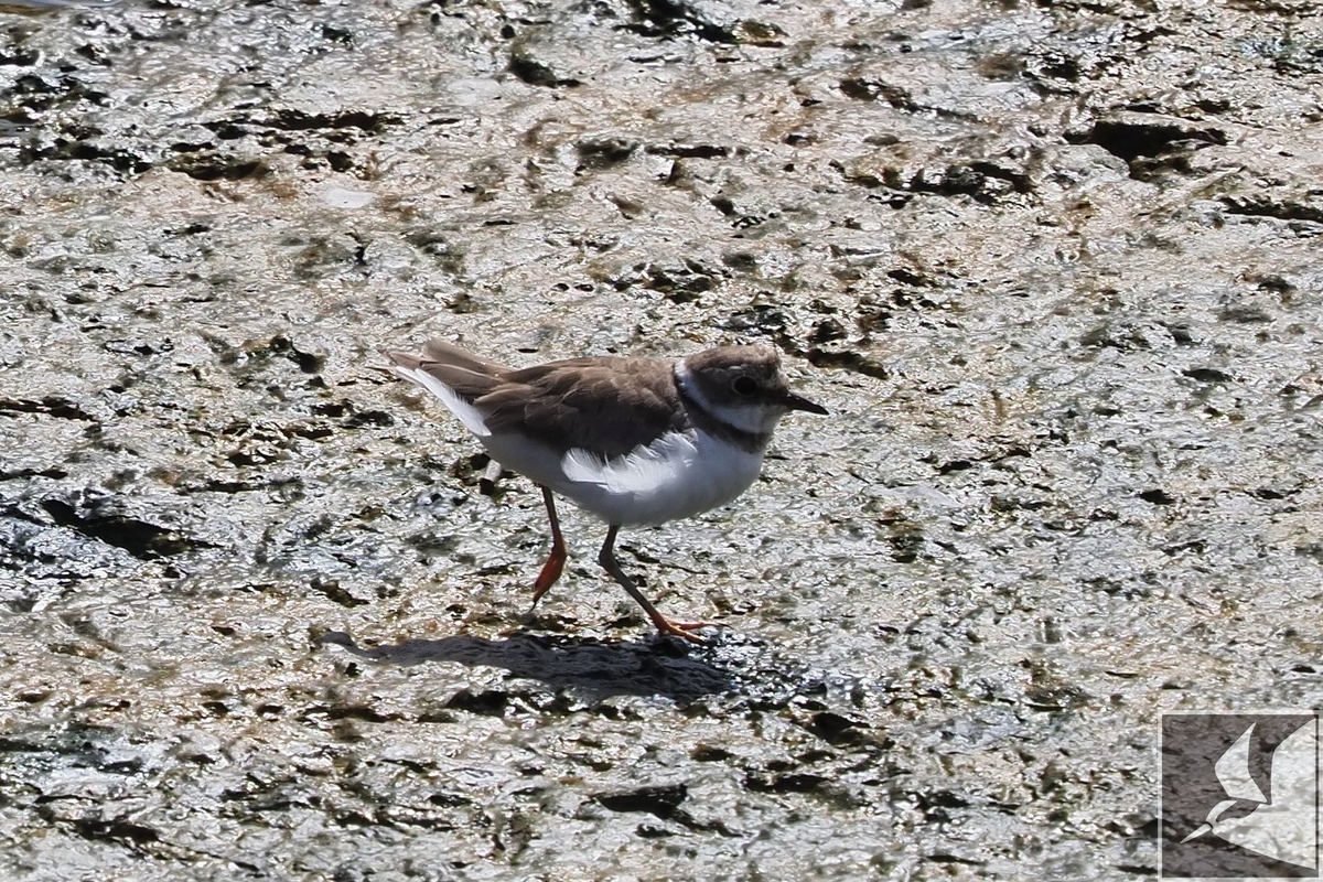 f:id:Okiyasu:20200903192038j:plain