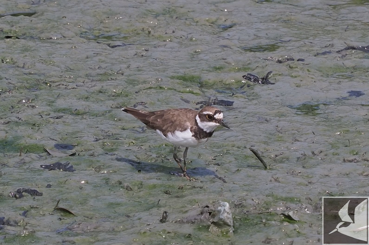 f:id:Okiyasu:20200903192608j:plain