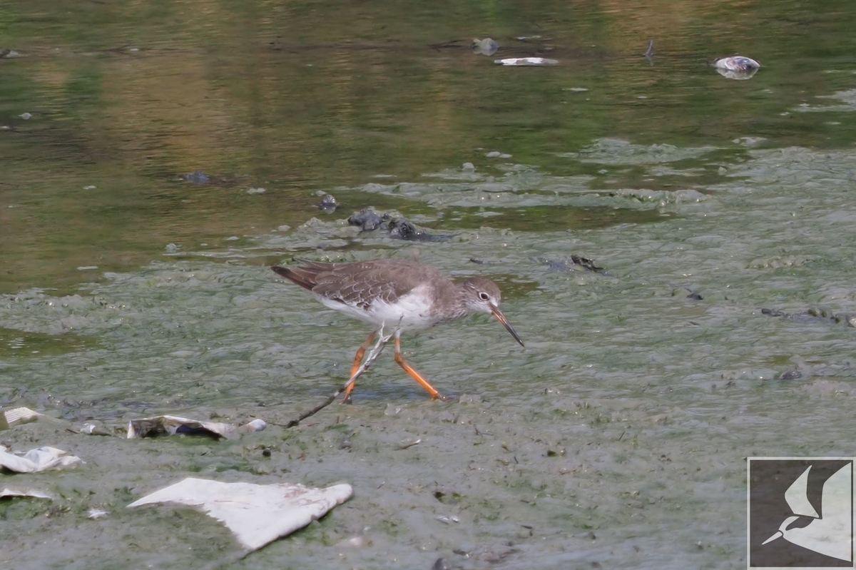 f:id:Okiyasu:20200903194812j:plain