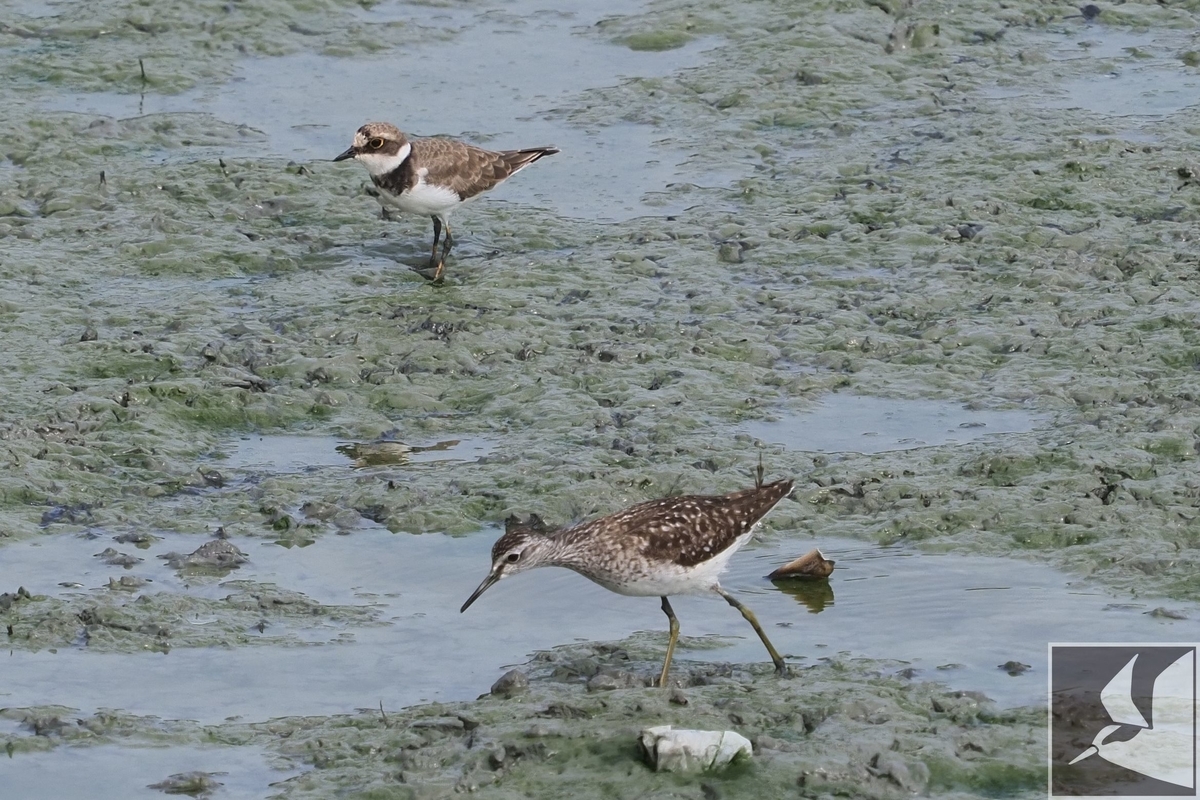 f:id:Okiyasu:20200903195659j:plain