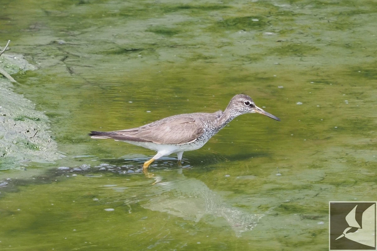 f:id:Okiyasu:20200903200440j:plain