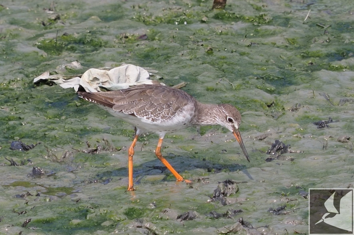 f:id:Okiyasu:20200903202141j:plain