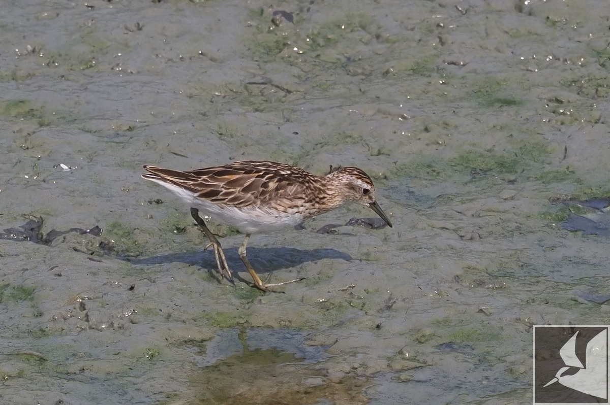 f:id:Okiyasu:20200903204303j:plain