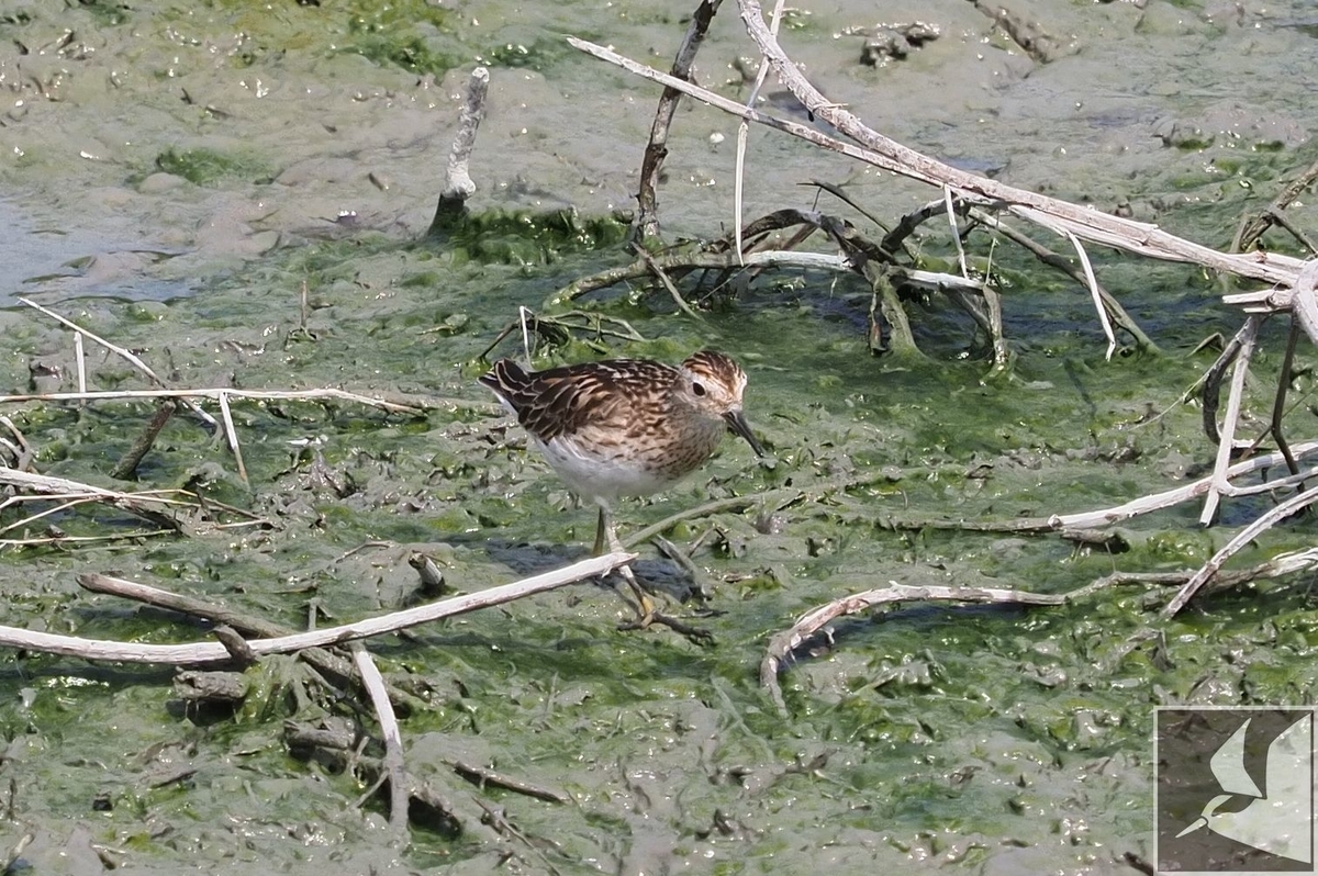 f:id:Okiyasu:20200903204450j:plain