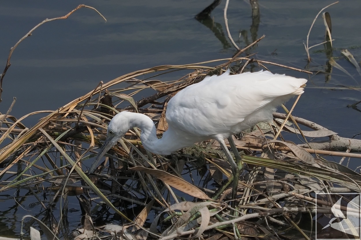 f:id:Okiyasu:20200903205015j:plain