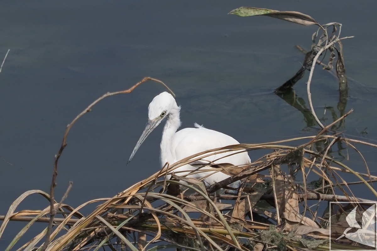 f:id:Okiyasu:20200903205106j:plain