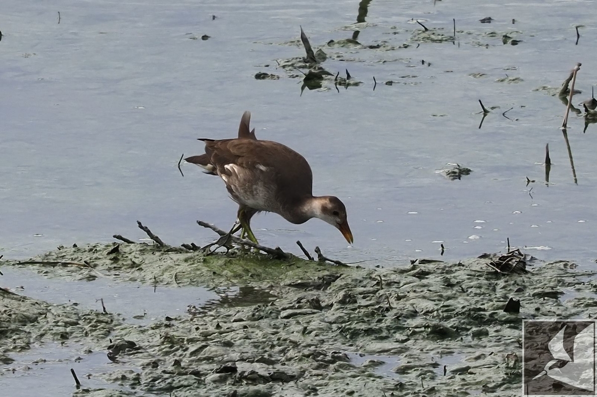 f:id:Okiyasu:20200904093314j:plain