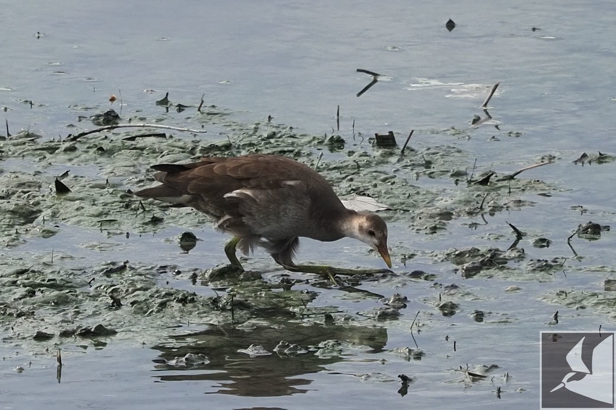 f:id:Okiyasu:20200904093659j:plain