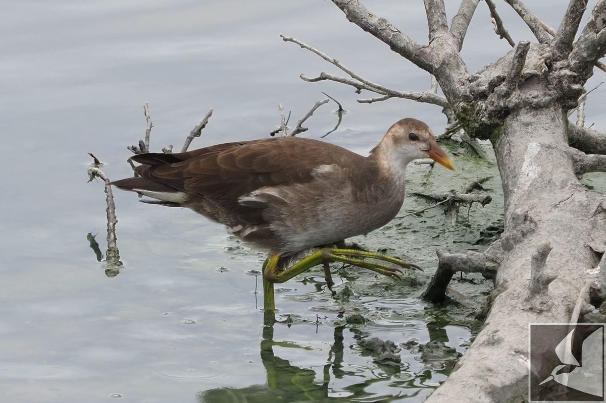 f:id:Okiyasu:20200904093845j:plain