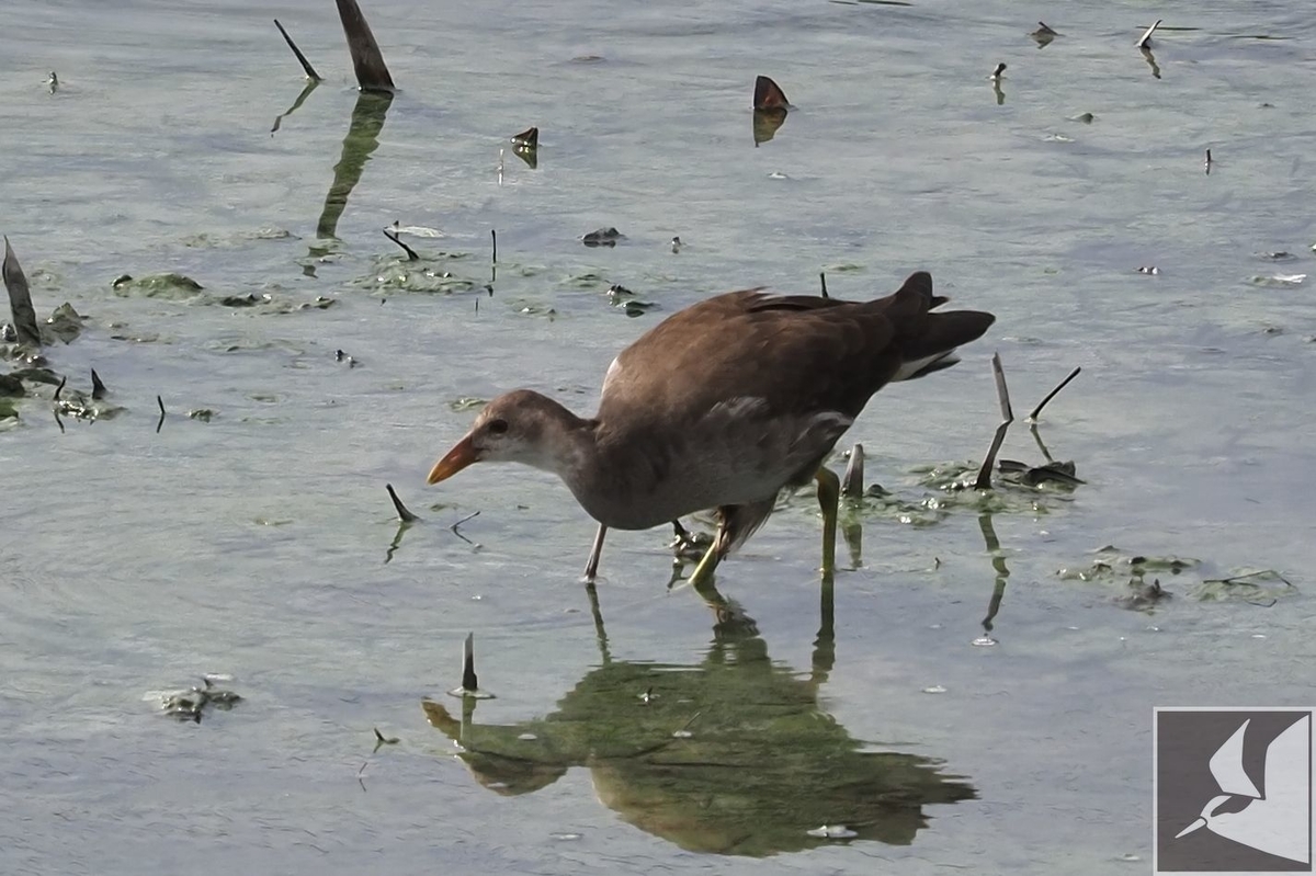 f:id:Okiyasu:20200904094742j:plain