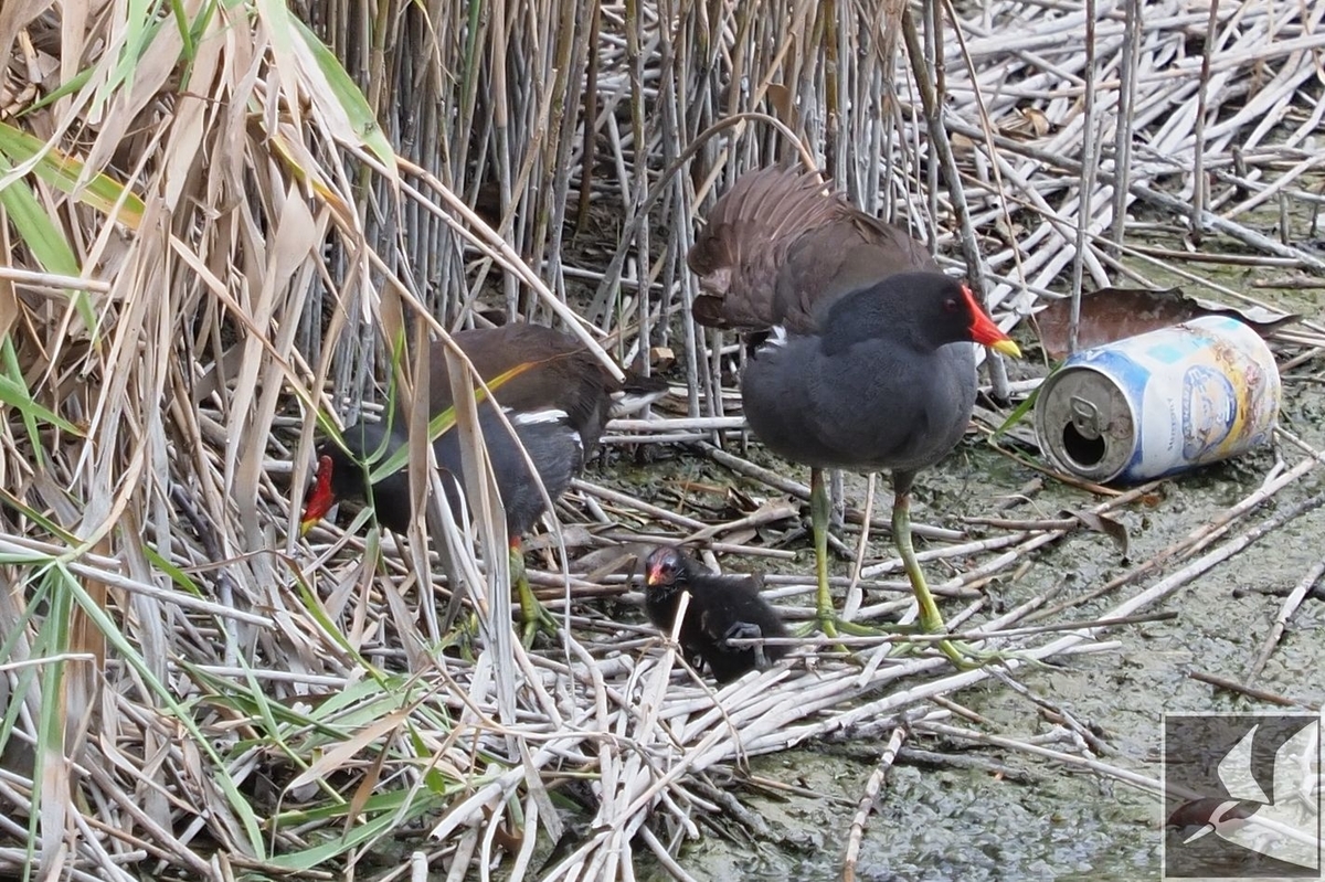 f:id:Okiyasu:20200904095031j:plain