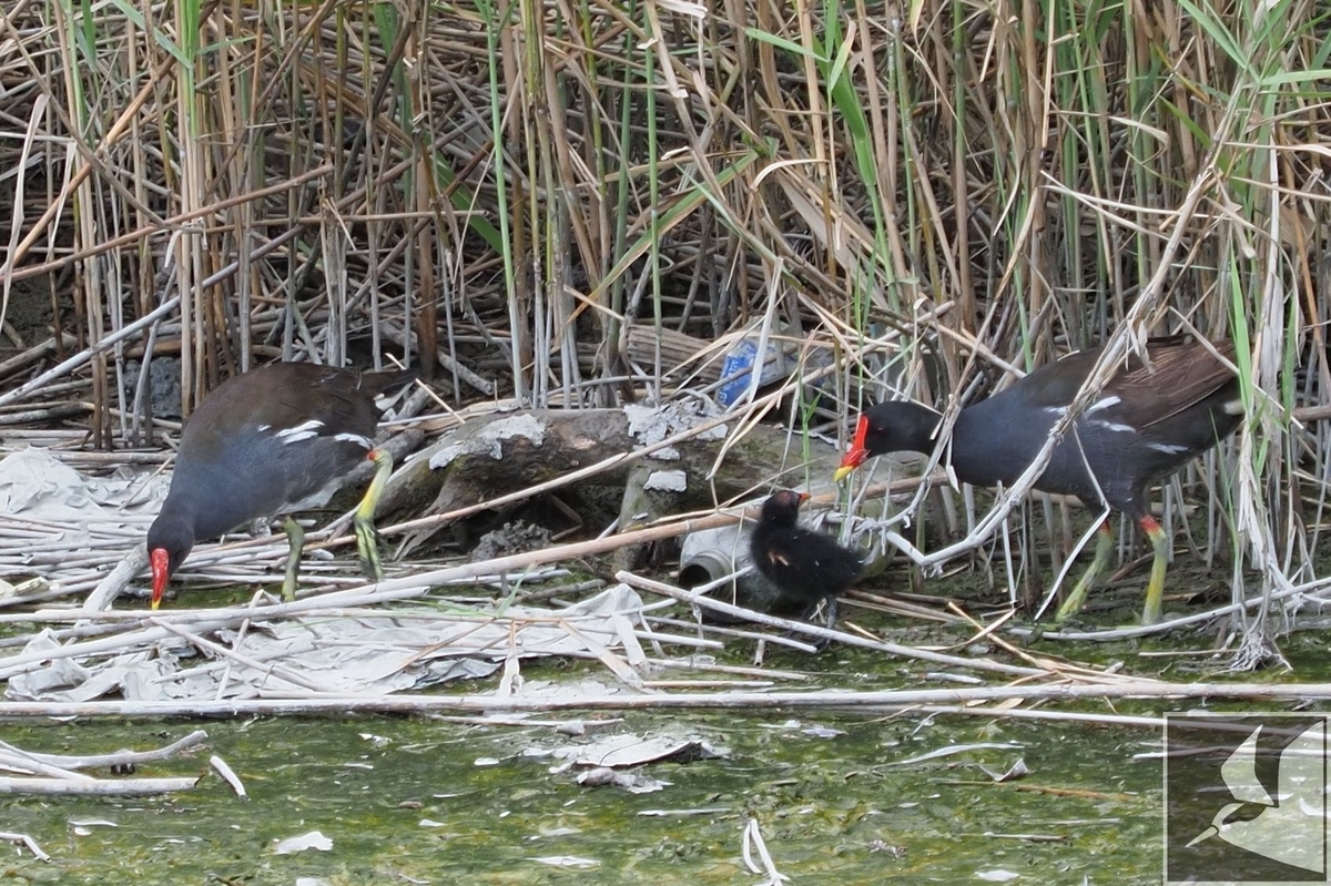 f:id:Okiyasu:20200904095330j:plain