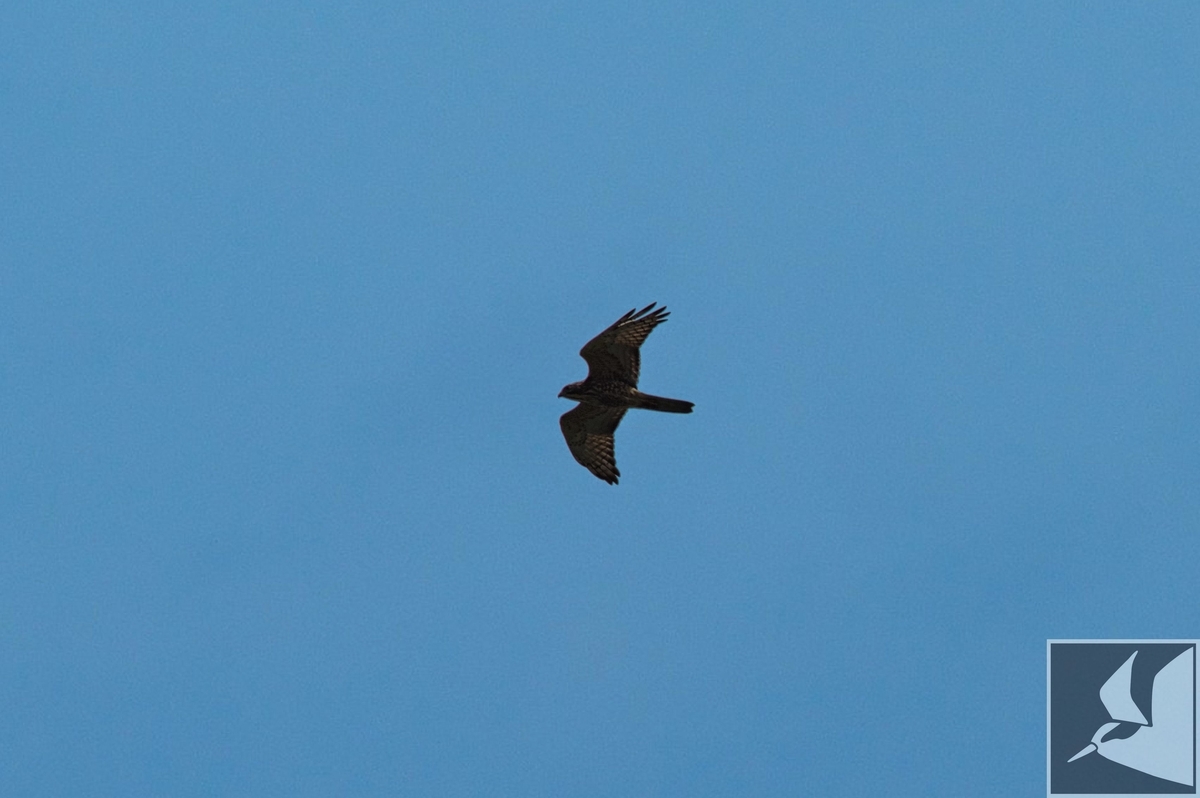 f:id:Okiyasu:20201019163438j:plain