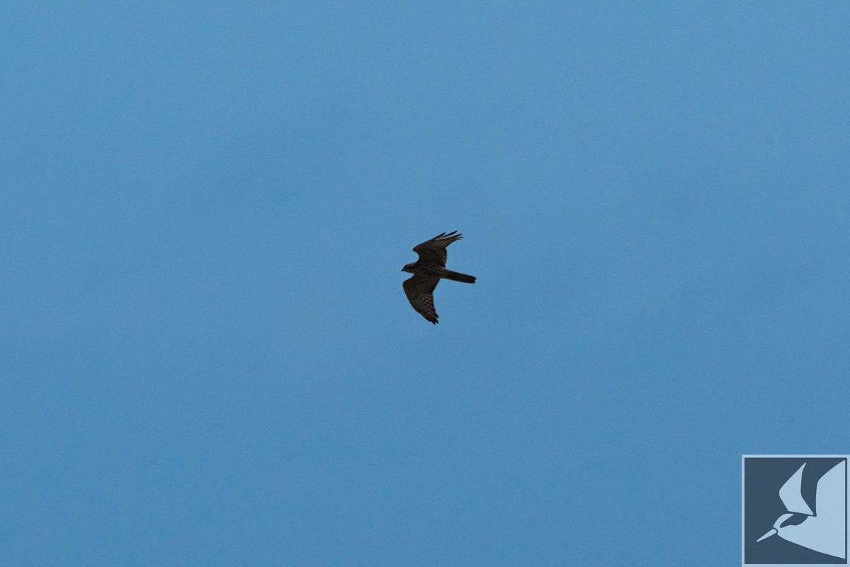 f:id:Okiyasu:20201019164140j:plain