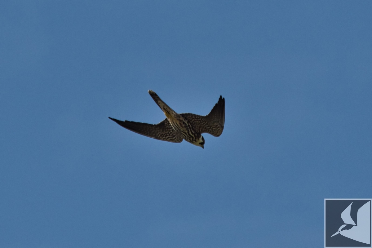 f:id:Okiyasu:20201019164323j:plain