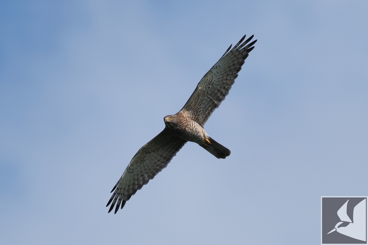 f:id:Okiyasu:20201019171537j:plain