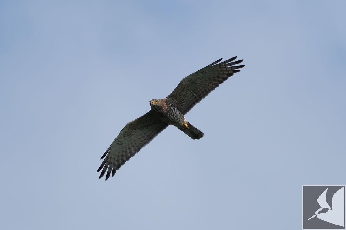 f:id:Okiyasu:20201019171753j:plain