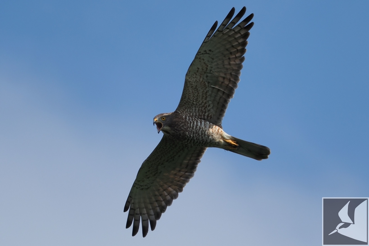 f:id:Okiyasu:20201019171905j:plain