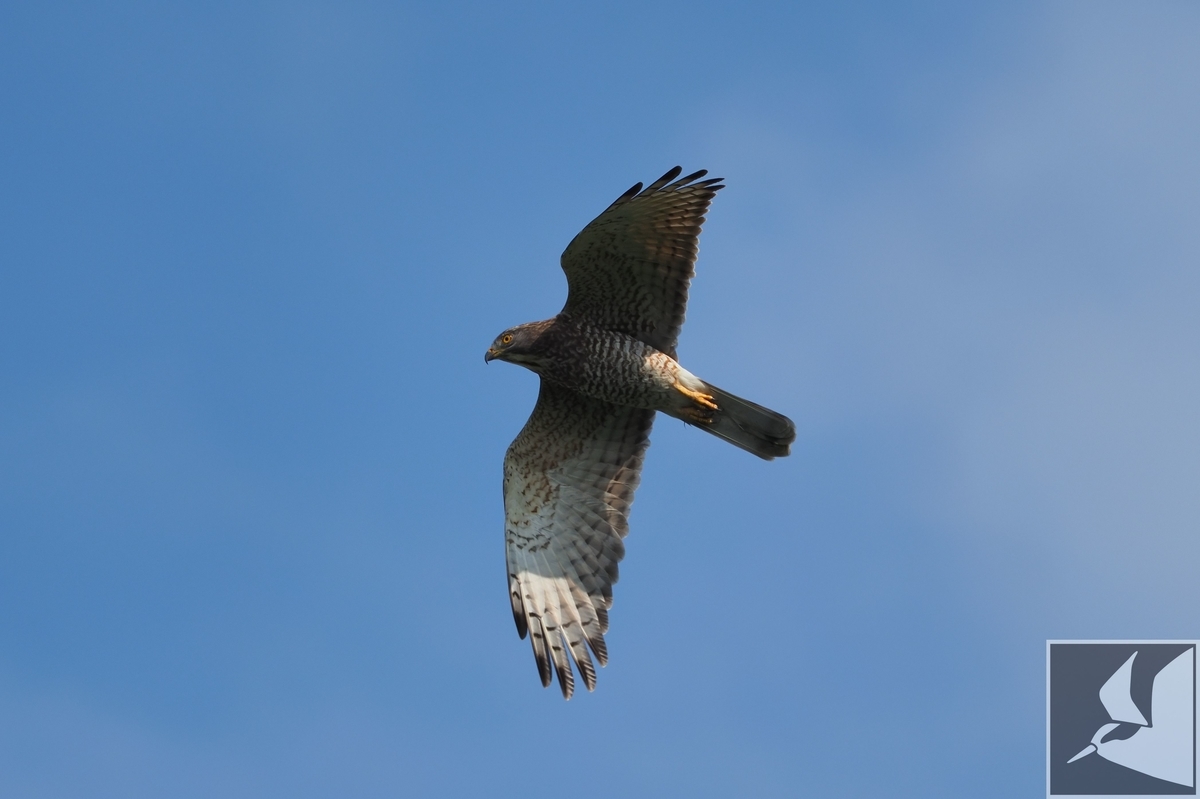 f:id:Okiyasu:20201019172312j:plain