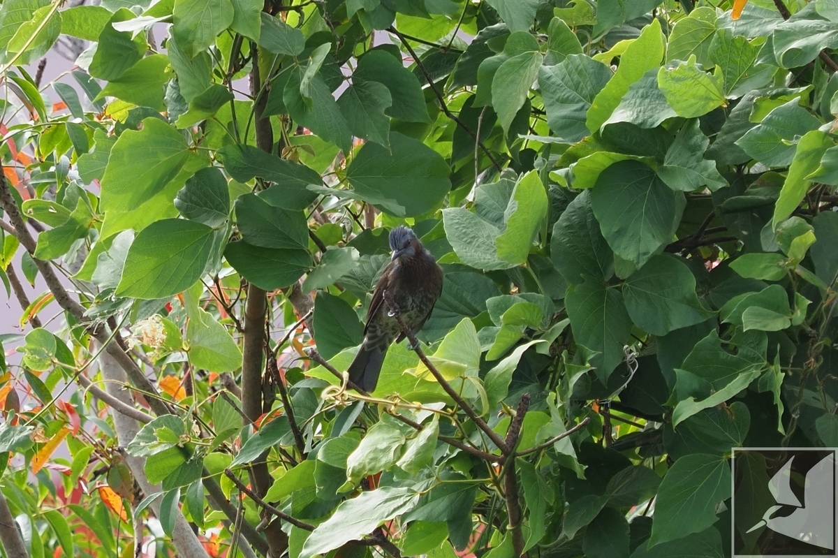 f:id:Okiyasu:20201019172537j:plain