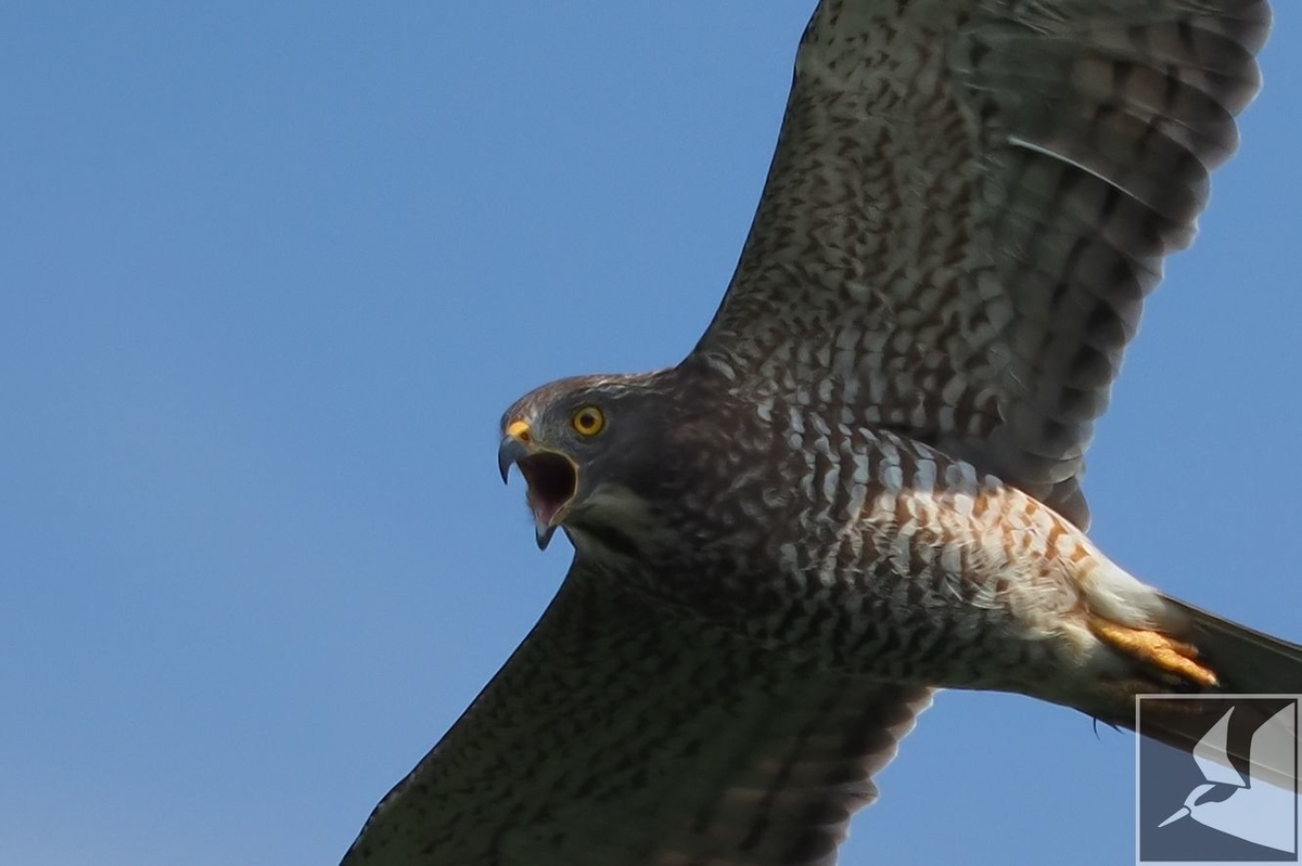 f:id:Okiyasu:20201020103050j:plain