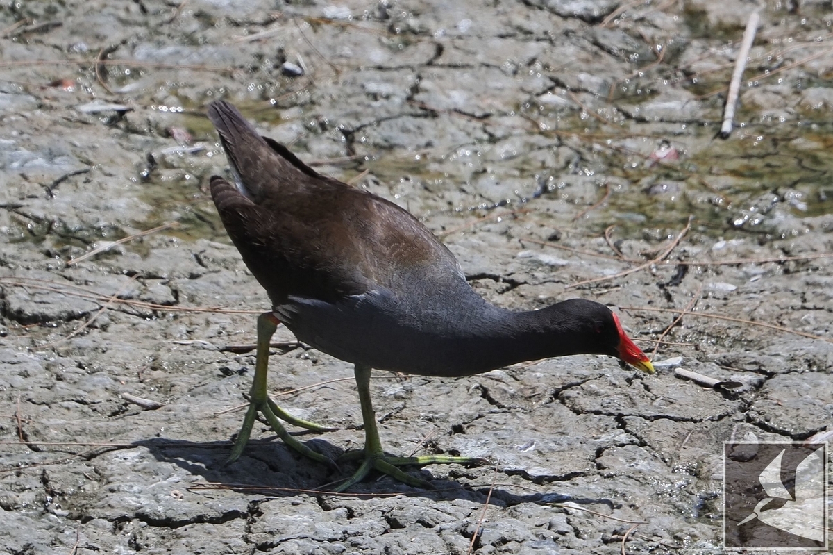 f:id:Okiyasu:20210421071300j:plain