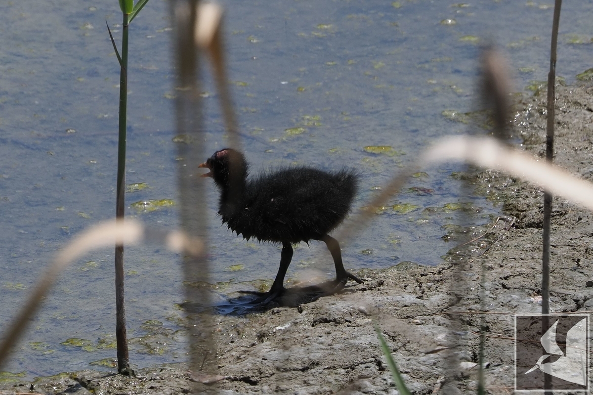 f:id:Okiyasu:20210421071443j:plain