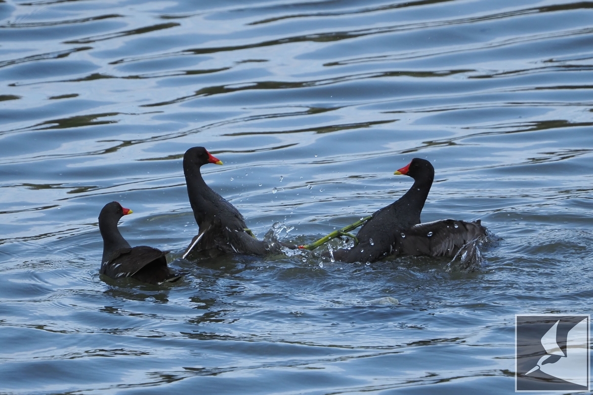 f:id:Okiyasu:20210421071704j:plain