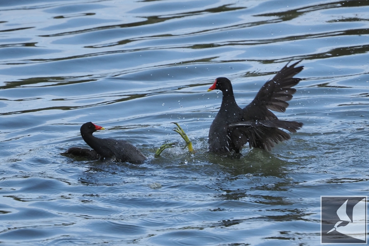 f:id:Okiyasu:20210421071712j:plain