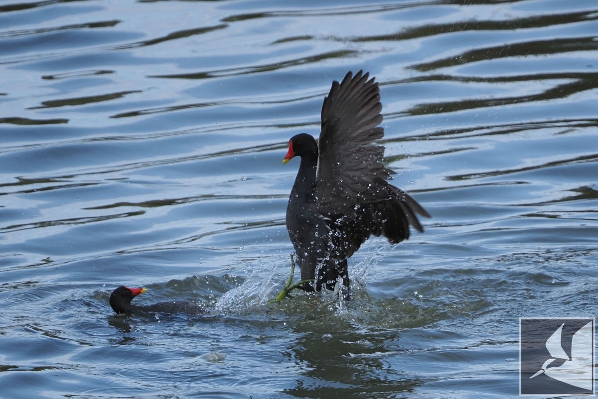 f:id:Okiyasu:20210421071721j:plain