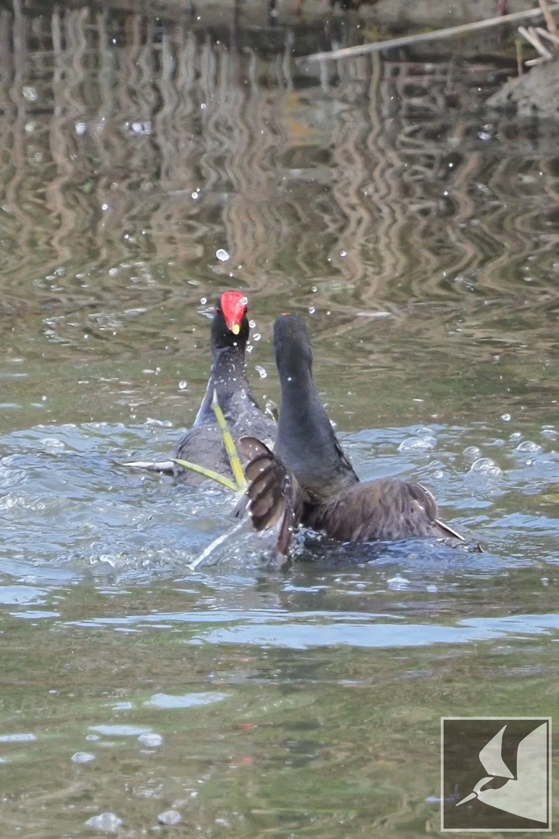 f:id:Okiyasu:20210421071922j:plain