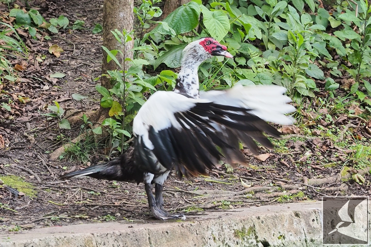 沖縄で野鳥観察